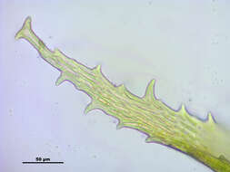 Image of antitrichia moss