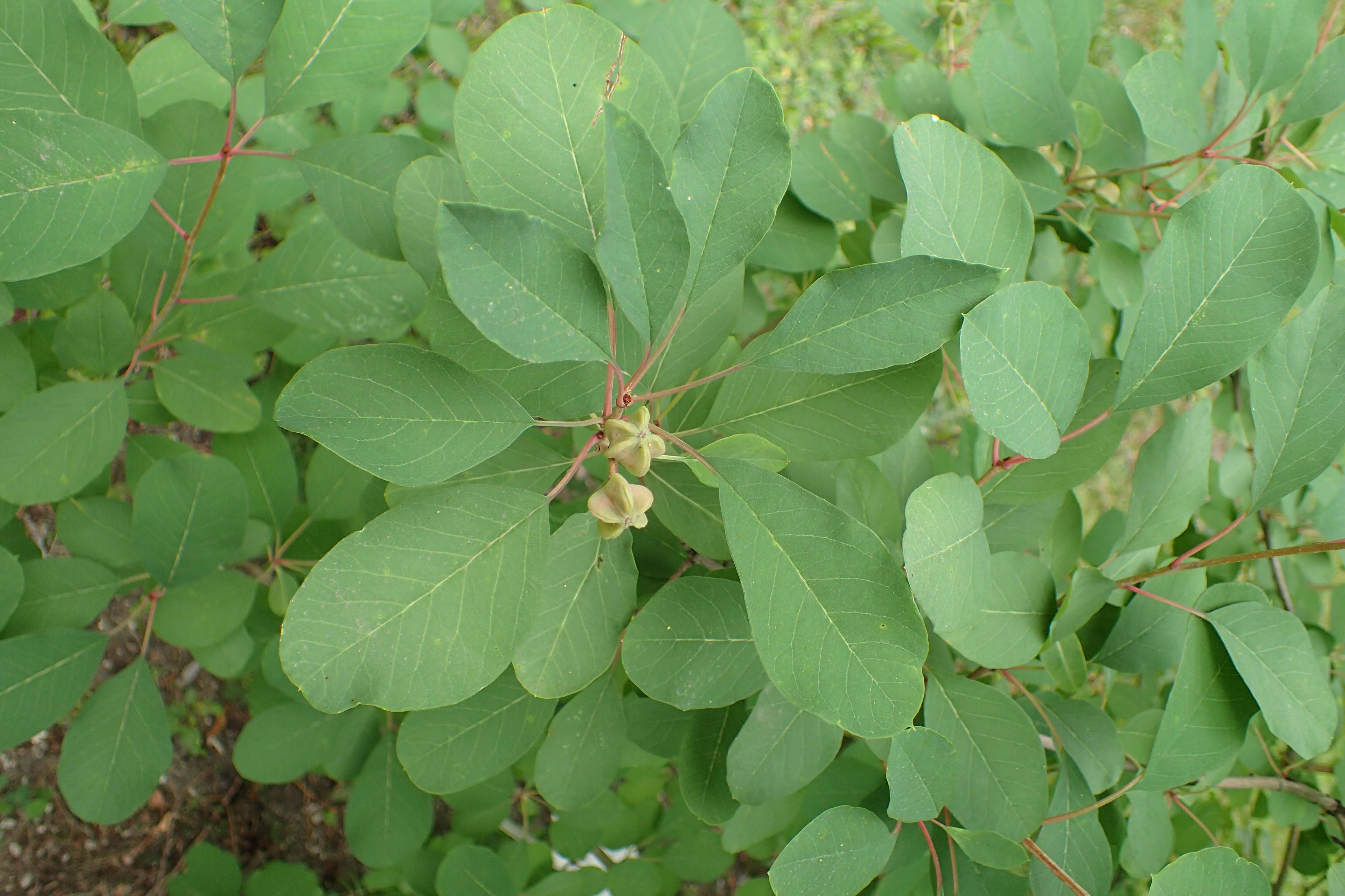 Image of common pearlbrush