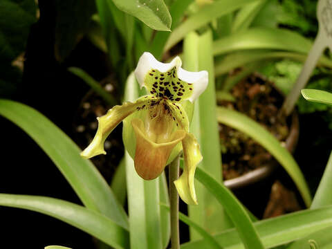 Image de Paphiopedilum exul (Ridl.) Rolfe