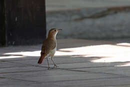 Image of Rufous Hornero