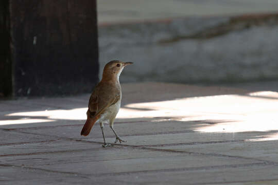 Image of Rufous Hornero