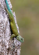 Image of Green Spiny Lizard