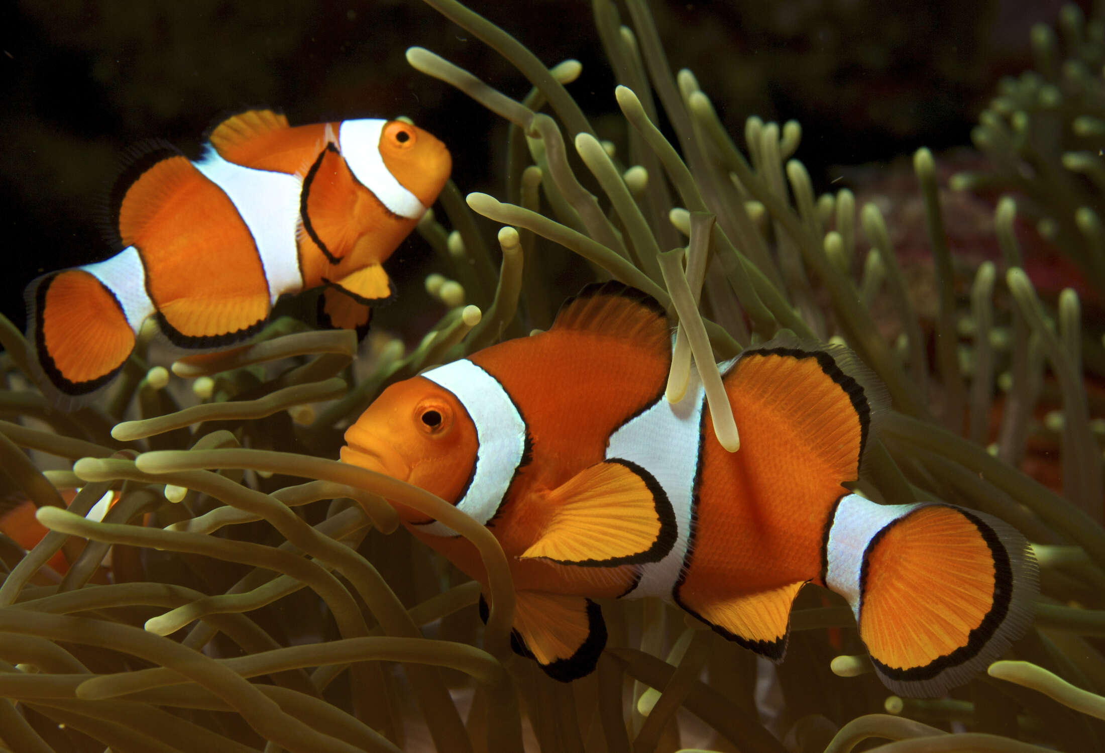 Image of Common clownfish