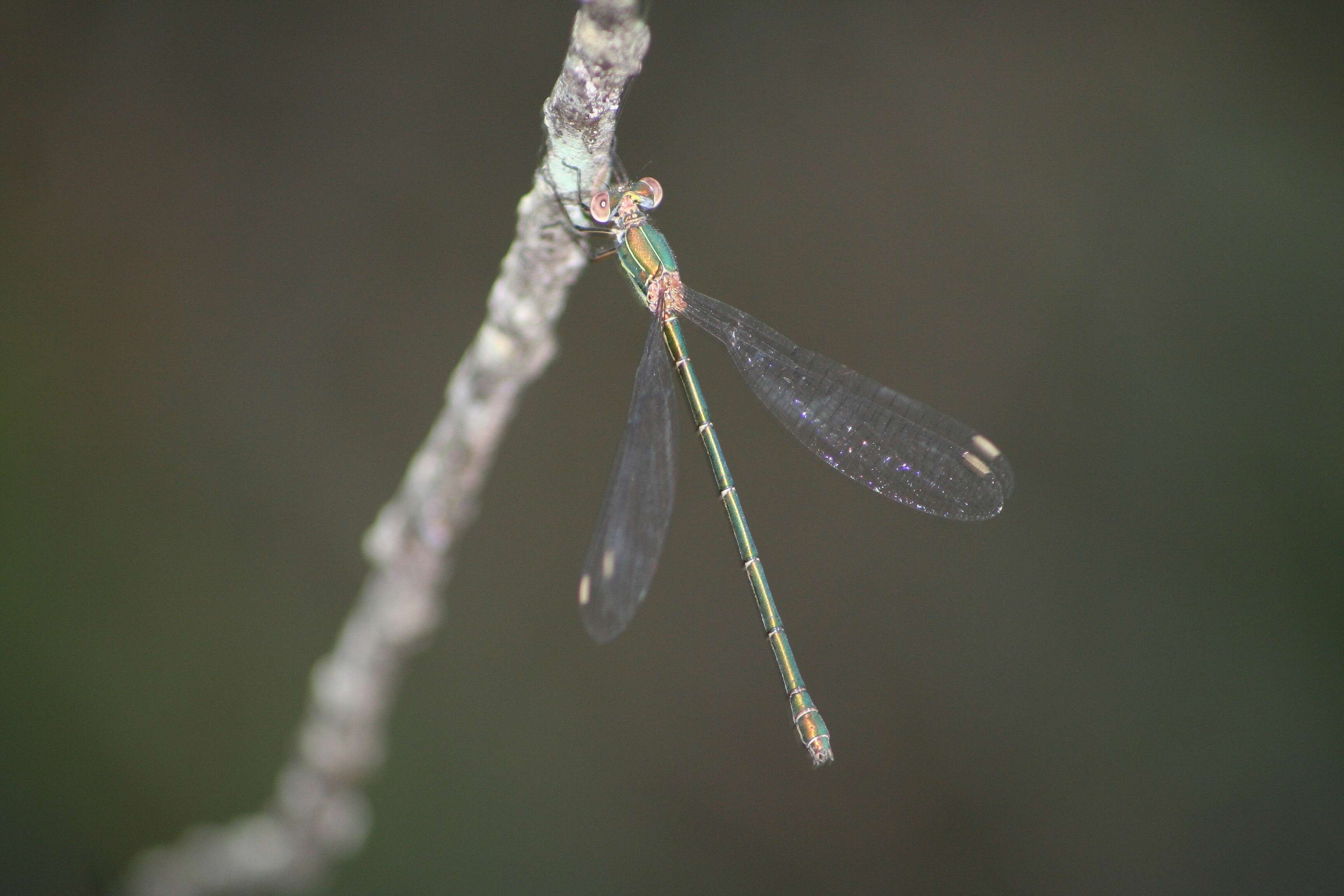 Image of Lestes temporalis Selys 1883