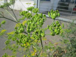 Image of wild parsnip