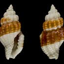 Image of Hemilienardia bicolor Bozzetti 2018