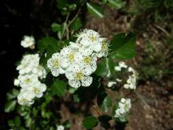 Image of Midland Hawthorn