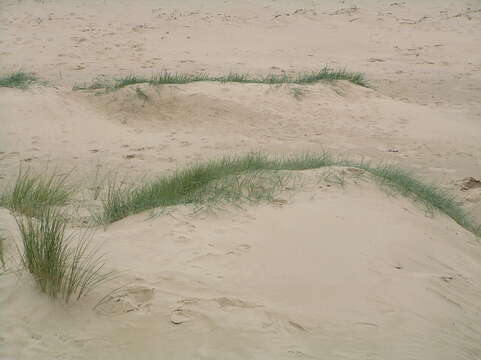 Imagem de Elymus pungens (Pers.) Melderis