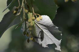 Image of Silver Lime