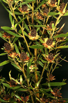 Plancia ëd Leucadendron salicifolium (Salisb.) I. Williams