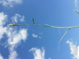 Image of marsh foxtail