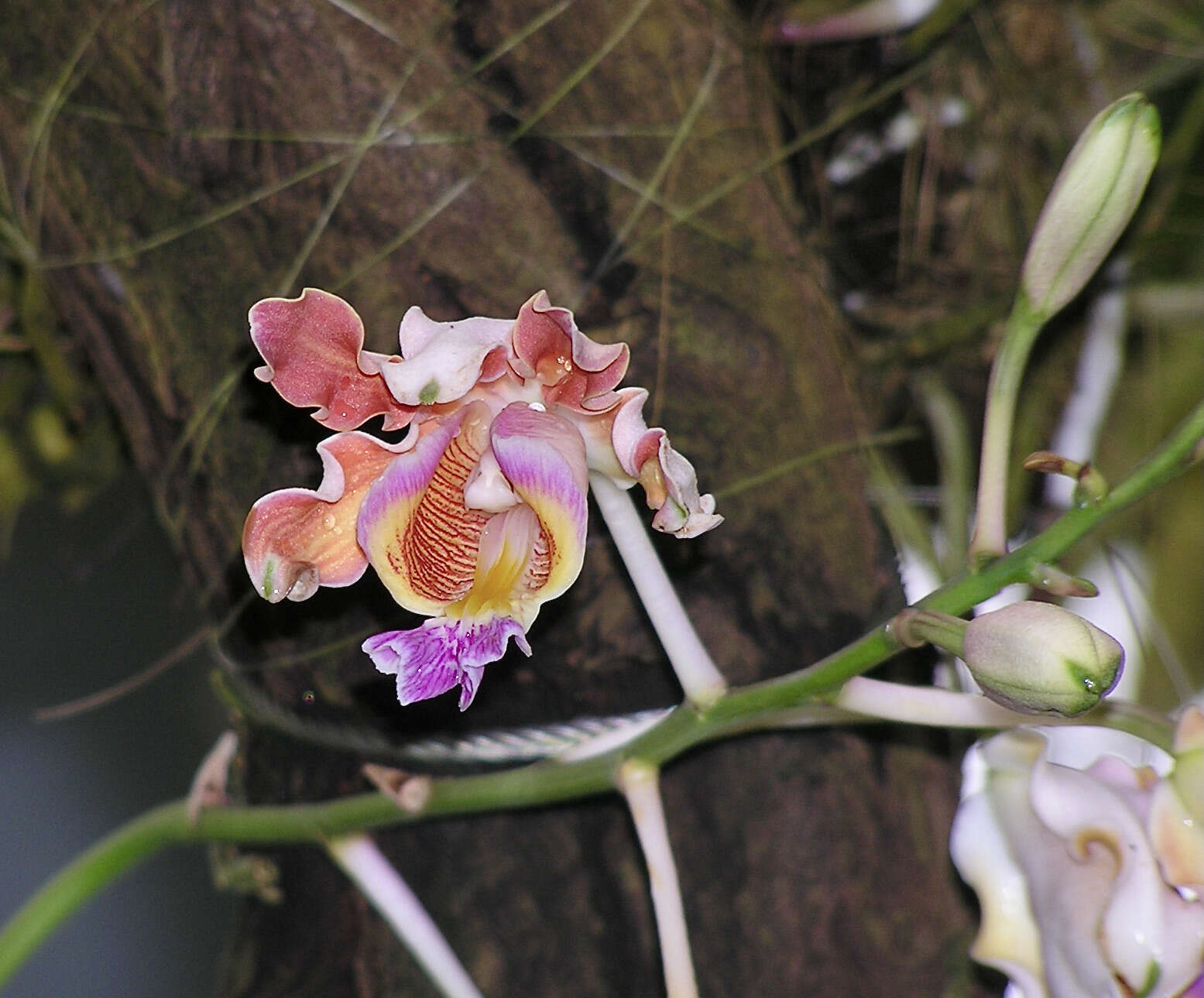 Image of Myrmecophila tibicinis (Bateman ex Lindl.) Rolfe