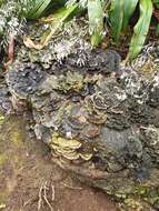 Image of Turkey Tail