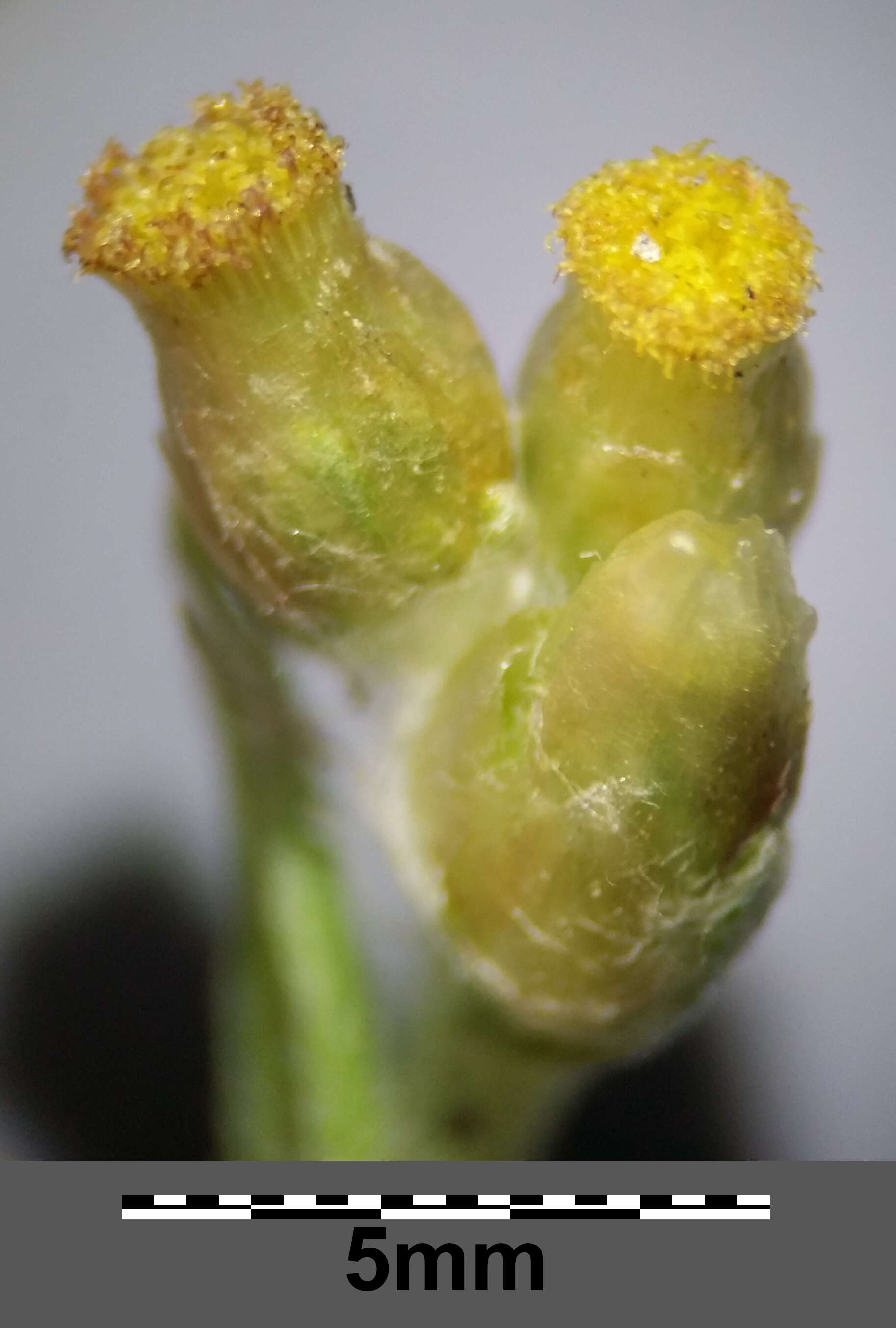 Image of Jersey cudweed