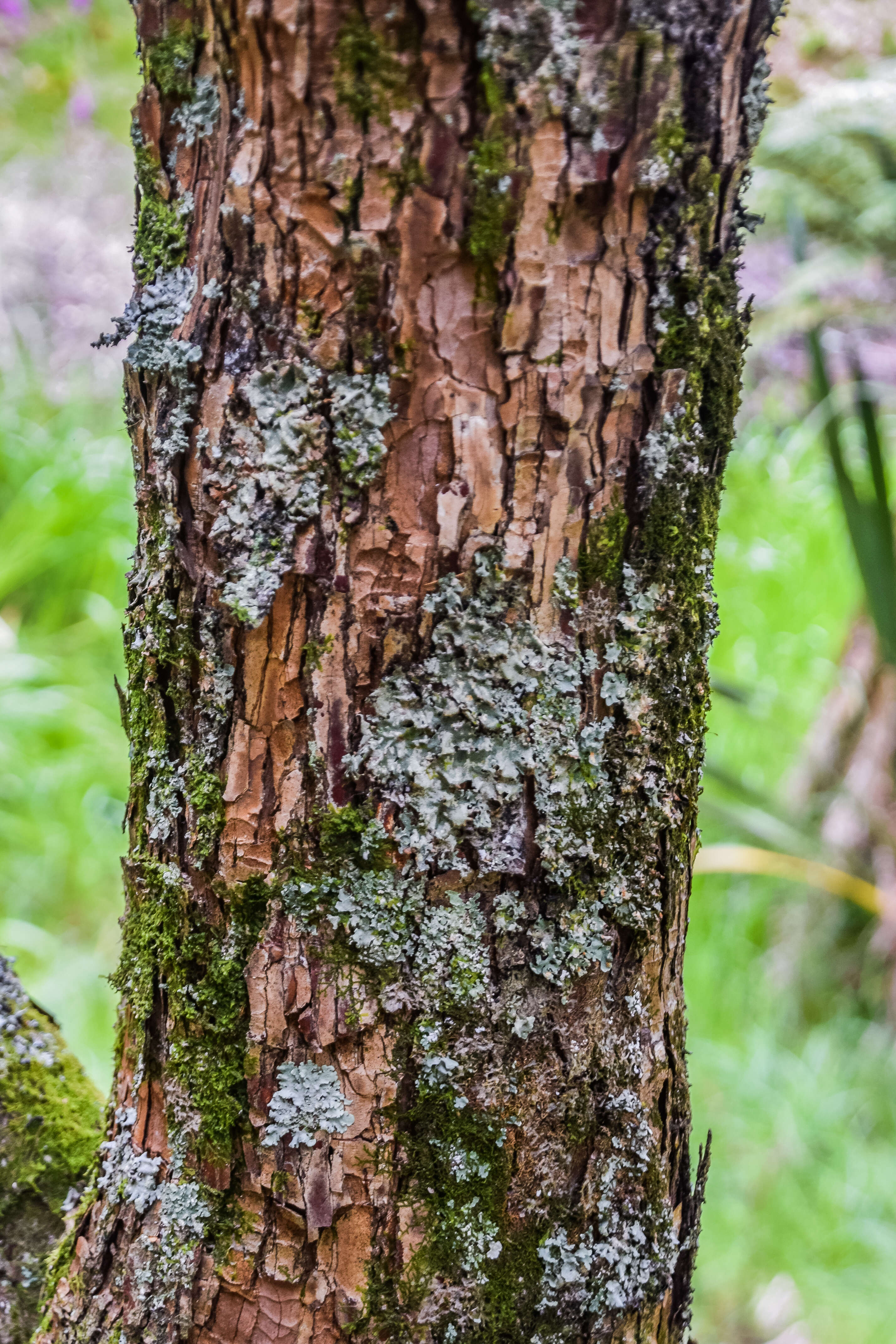 Image of Rhododendron grande Wight