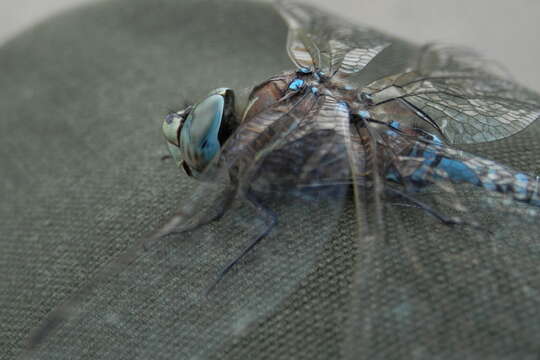 Image of Variable Darner