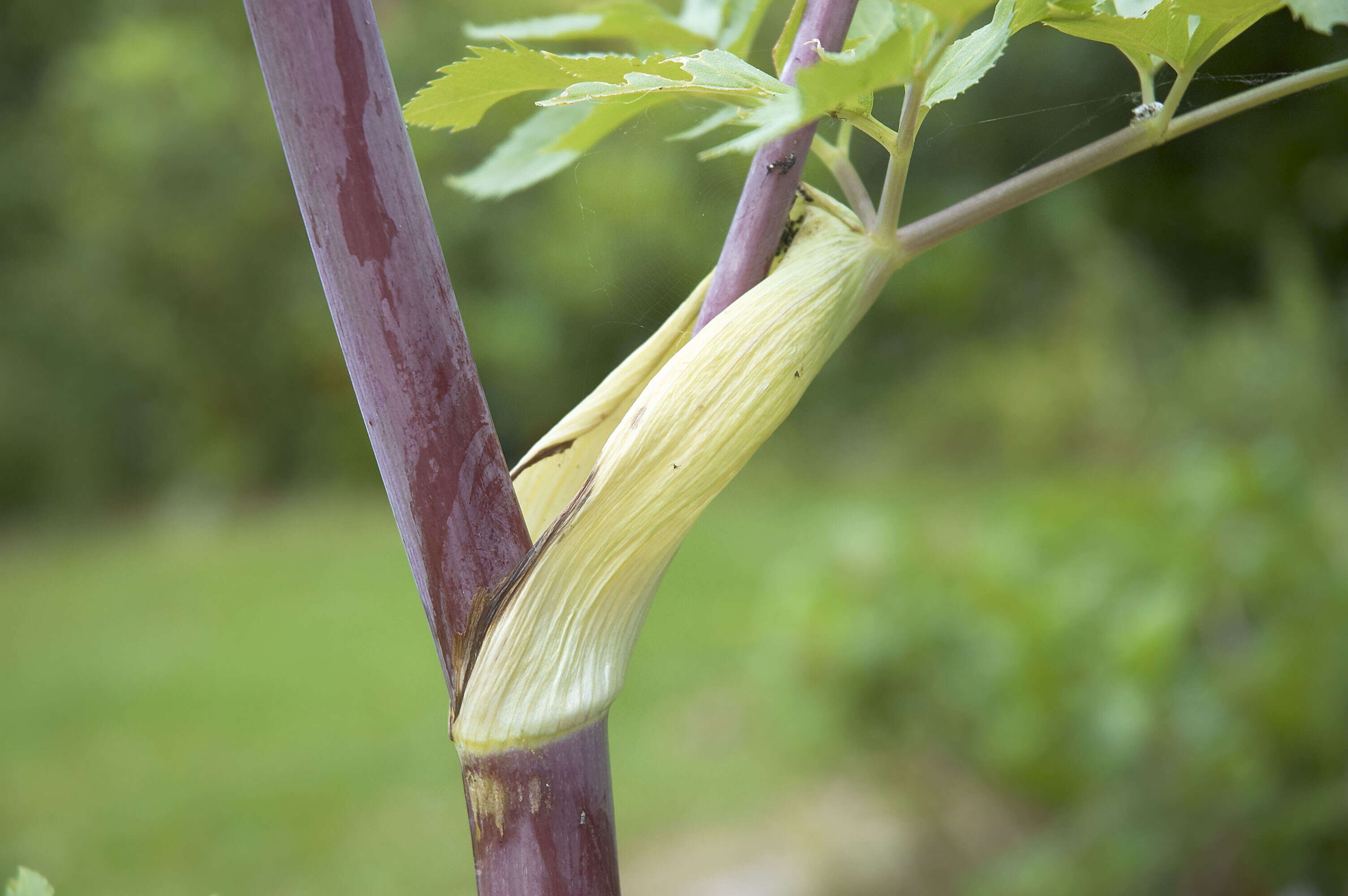 Image of Norwegian angelica