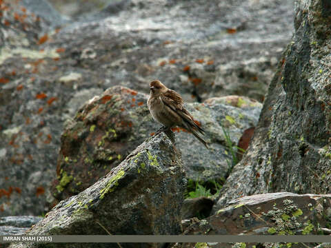 Image of Fire-fronted Serin