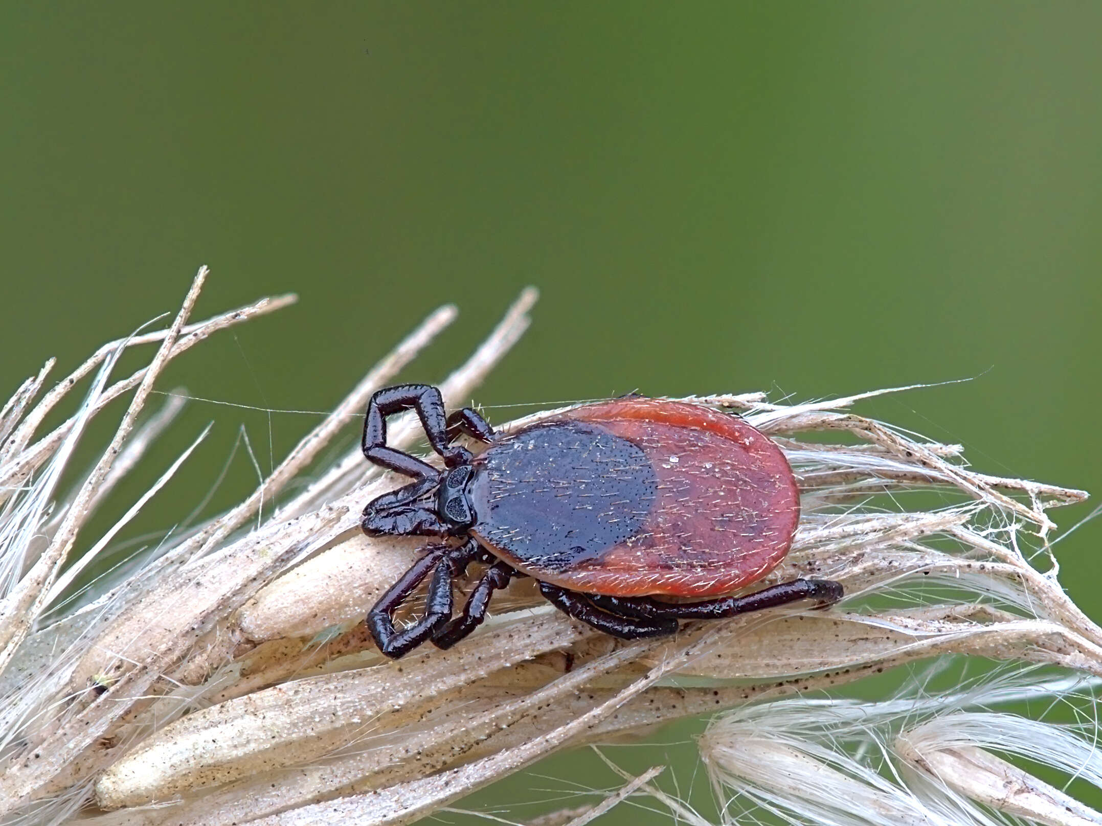 Image of Ixodes ricinus (Linnaeus 1758)