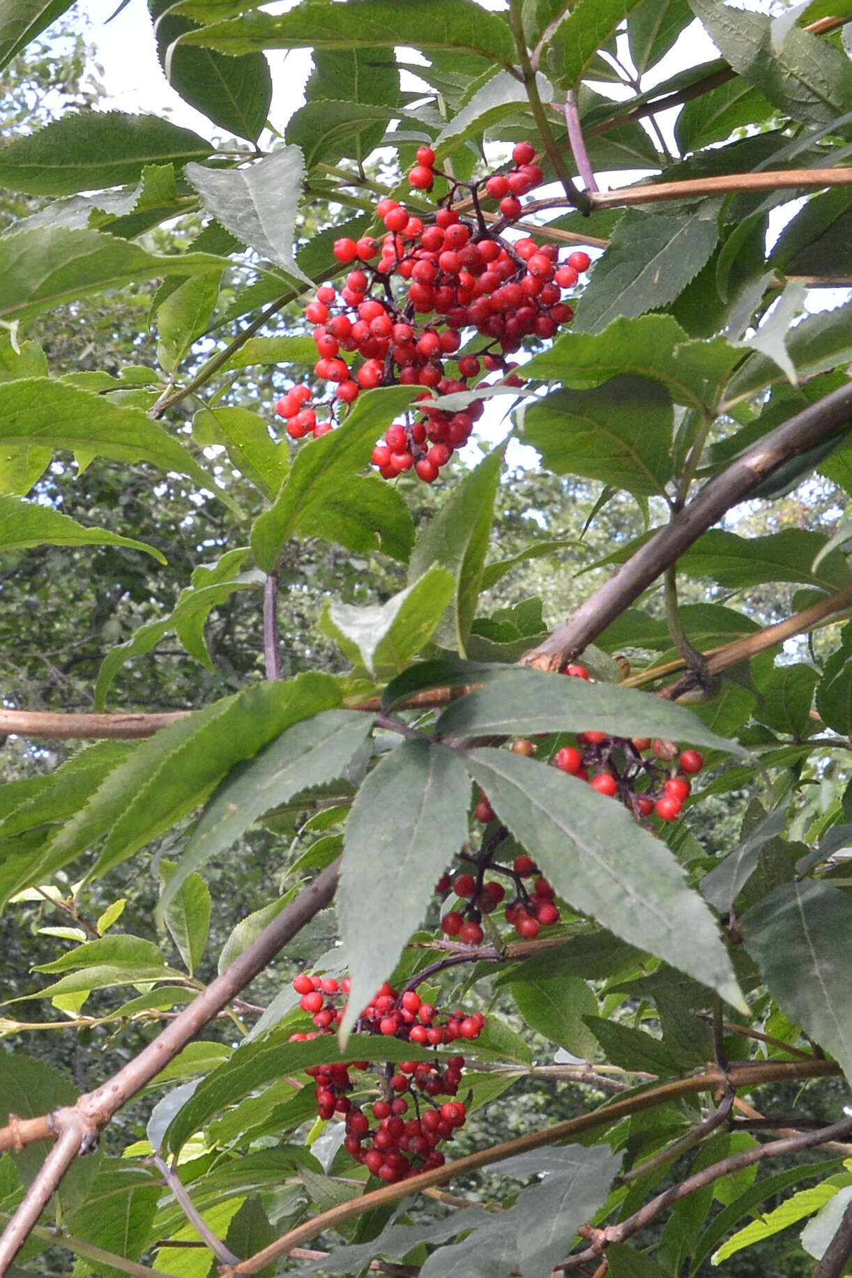 Image of Red-berried Elder