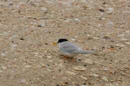 Image of Fairy Tern