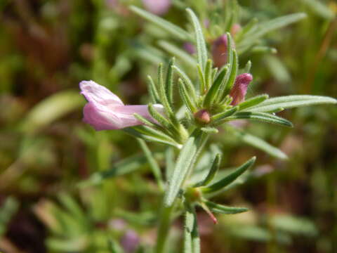 Слика од Misopates orontium (L.) Raf.