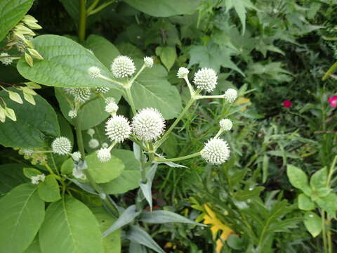 Image of button eryngo