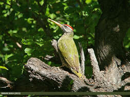 Picus squamatus Vigors 1831 resmi