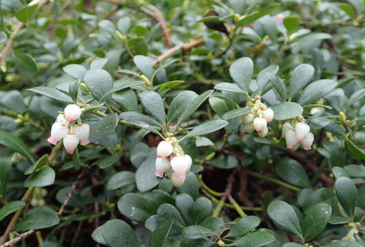 Image of bearberry