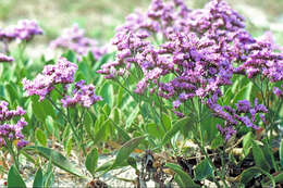 Image of Mediterranean sea lavender