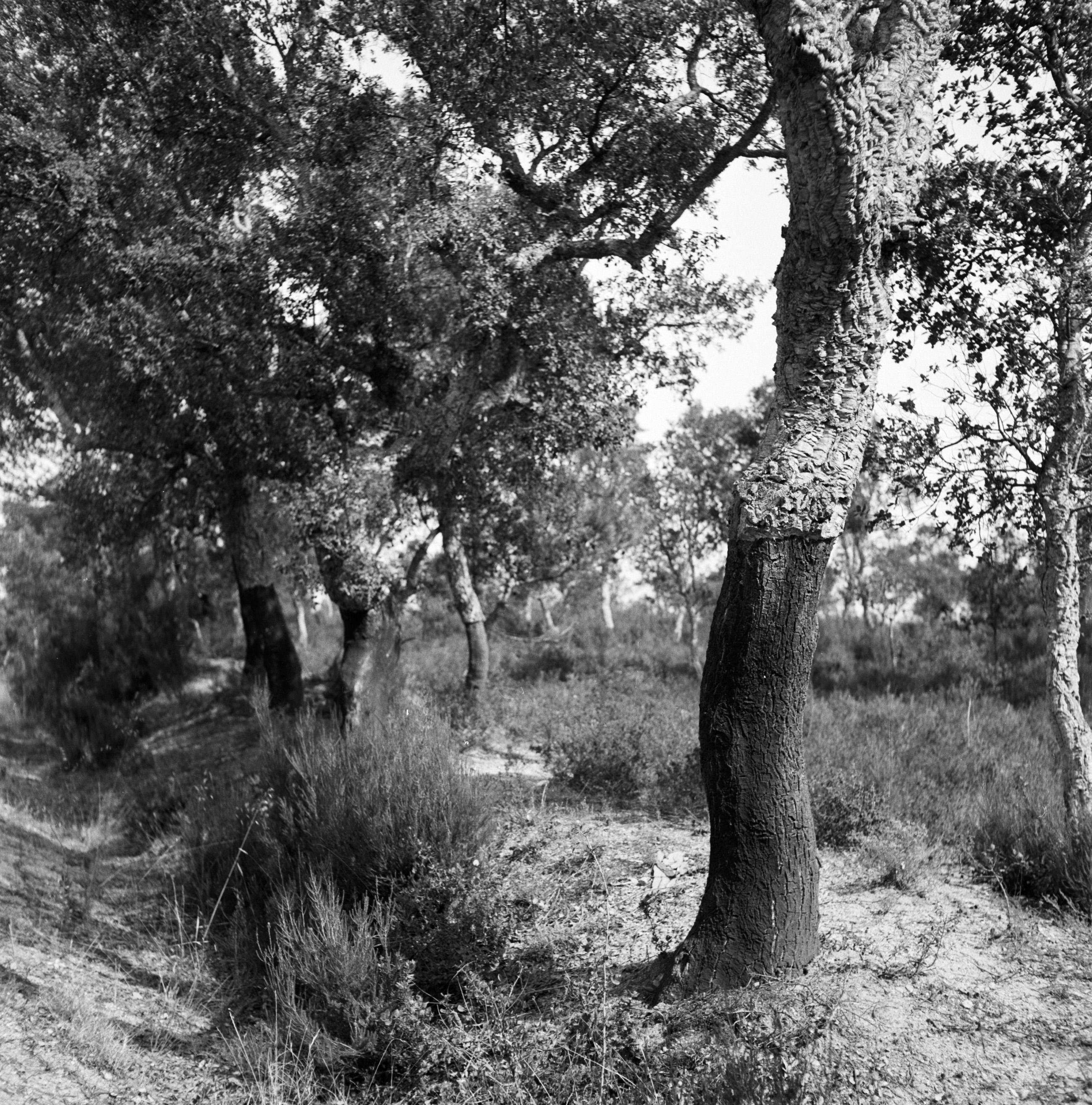 Image of Cork Oak