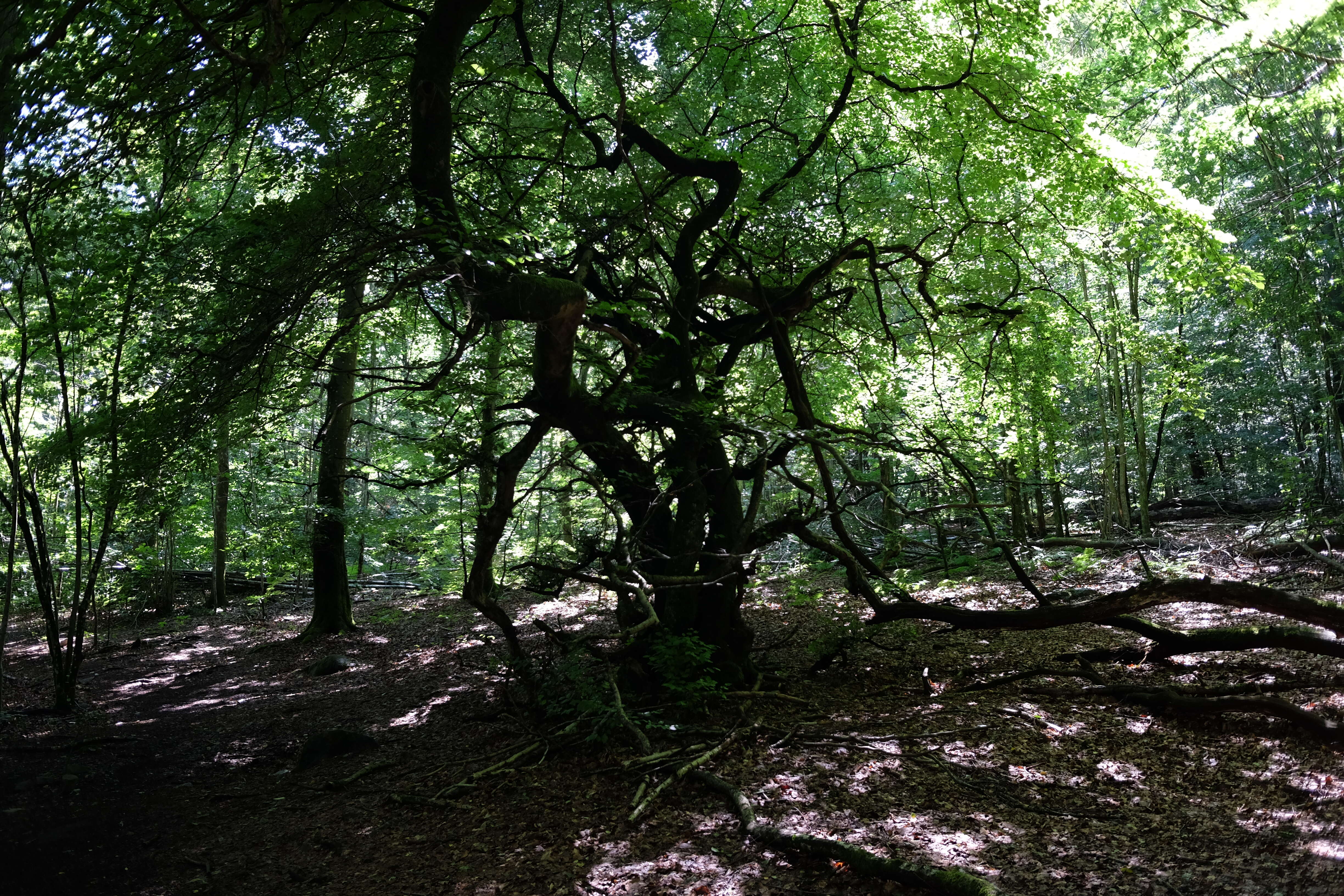 Image of Fagus sylvatica var. suentelensis