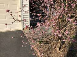 Sivun Viburnum × bodnantense kuva