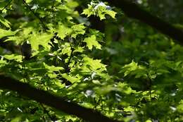 Image of Norway Maple