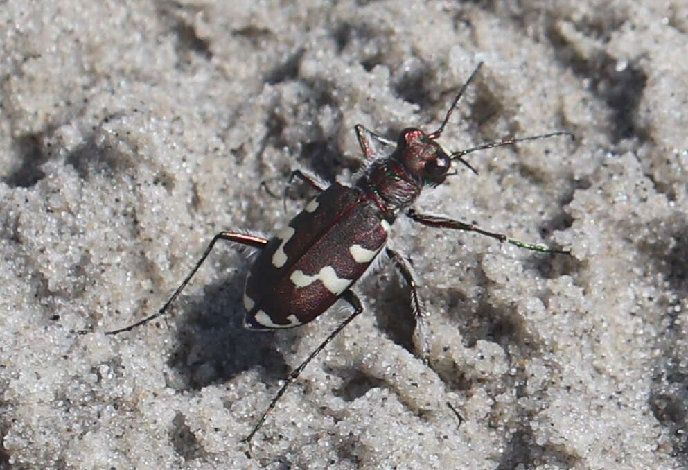 Image of Northern dune tiger beetle