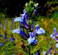 Слика од Lobelia siphilitica L.