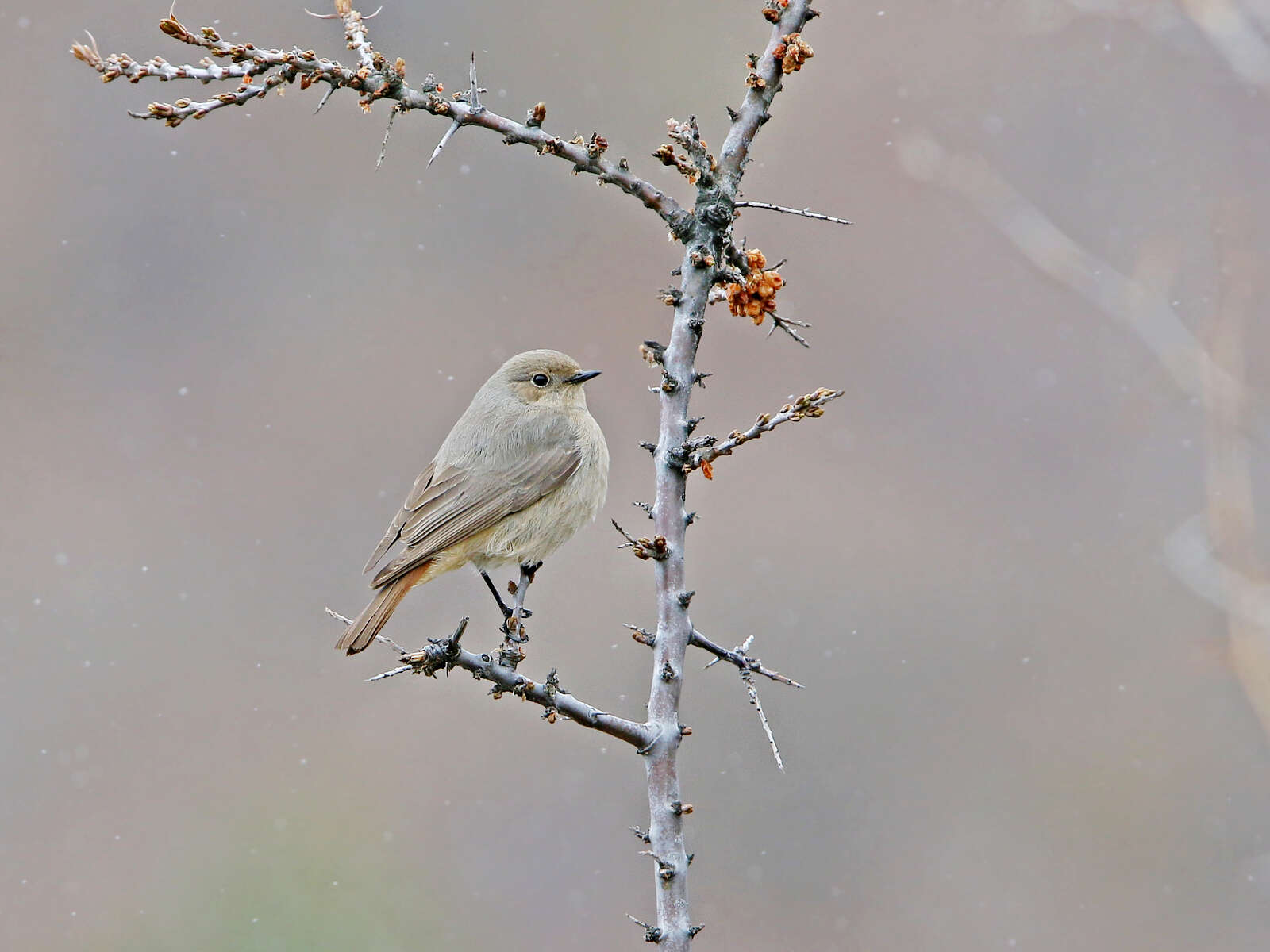 Image of Güldenstädt's Redstart