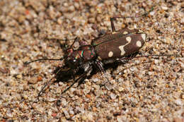 Plancia ëd Cicindela (Cicindela) limbalis Klug 1834