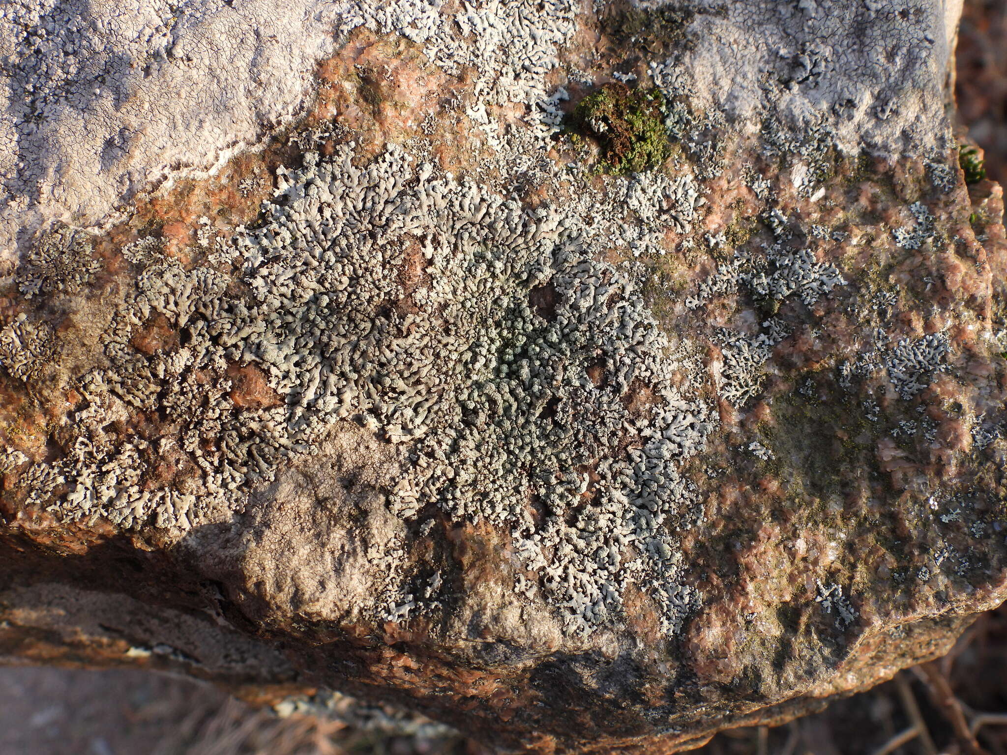 Image of Blue-gray rosette lichen