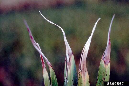 Image of rice