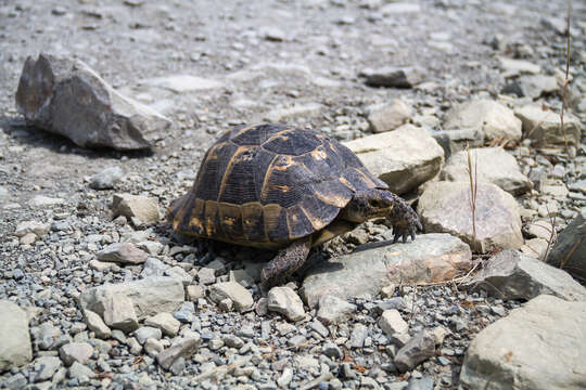 Image of Common Tortoise