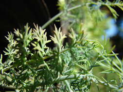 Image of dill