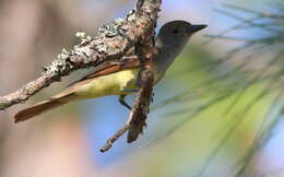 Image of Great Crested Flycatcher