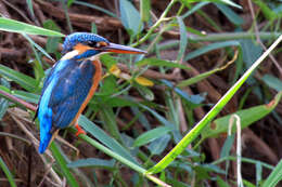 Image of Common Kingfisher