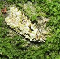 Image of Lichen Snoutlet