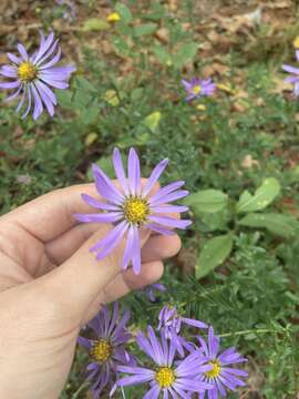 Image of largeflower aster