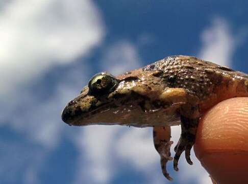 Image of Tyrrhenian Painted Frog