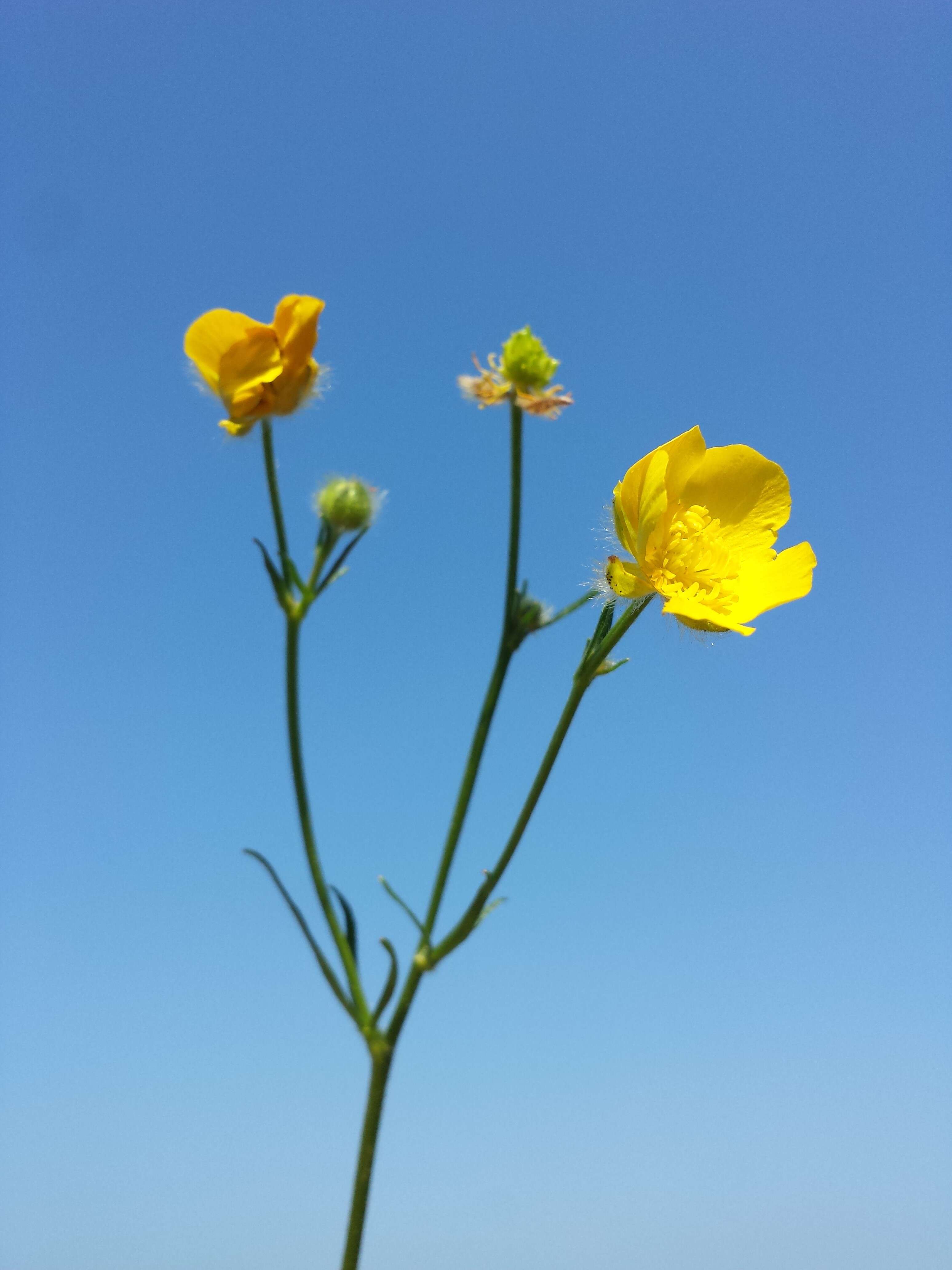 Image of Ranunculus polyanthemos L.