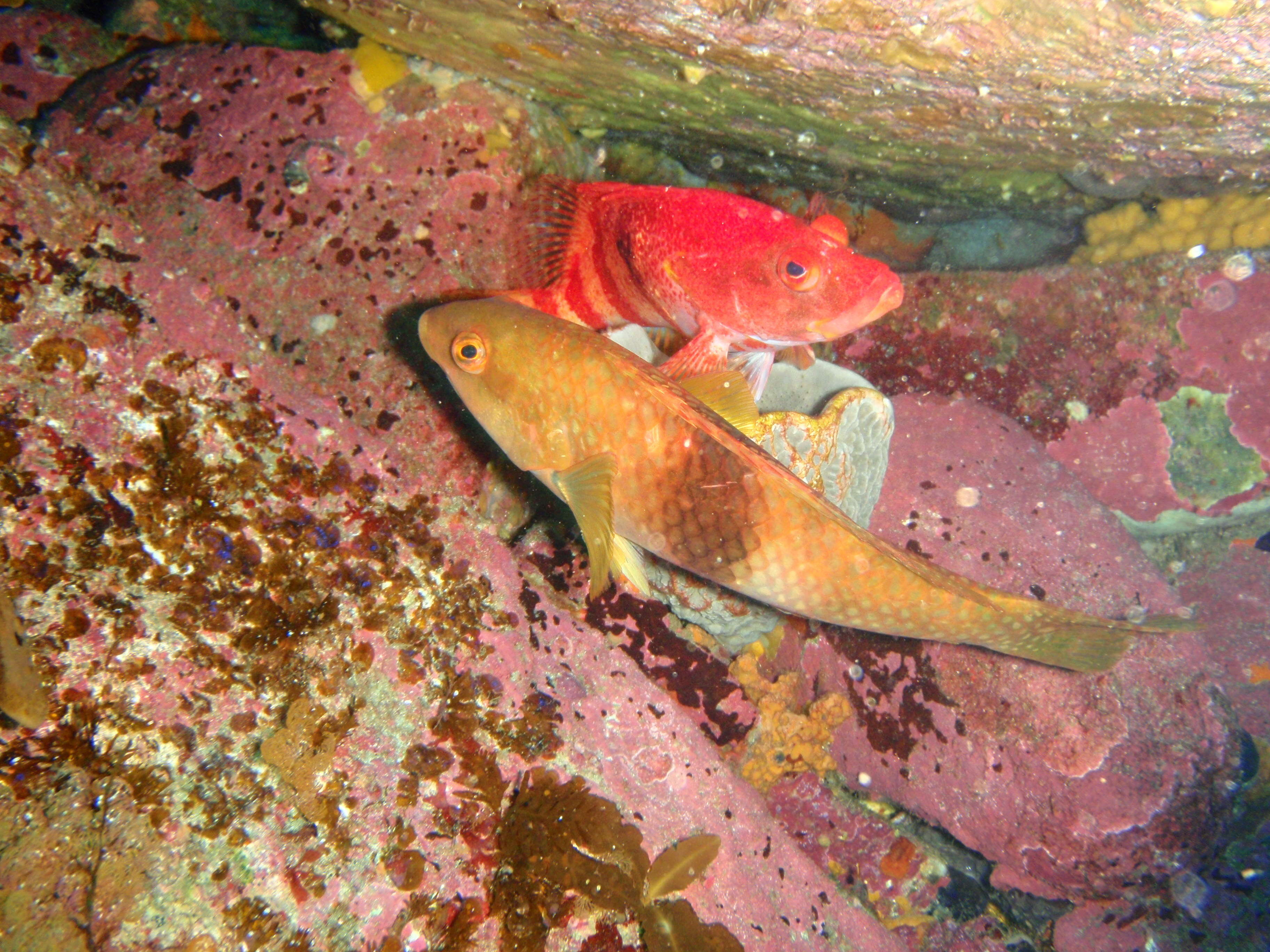 Image of Blue-throated parrotfish