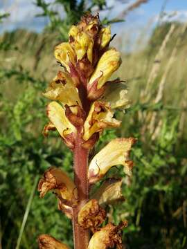 Imagem de Orobanche reticulata Wallr.